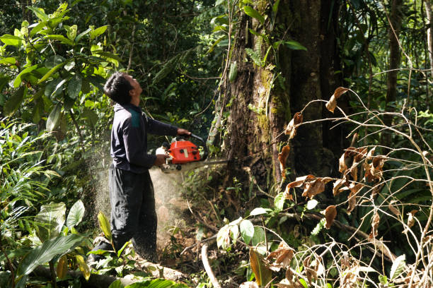 Best Emergency Tree Removal Services  in Chadbourn, NC