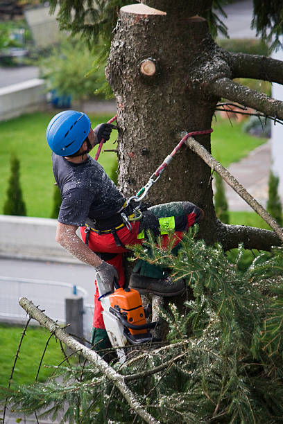 Best Tree Health Inspection  in Chadbourn, NC