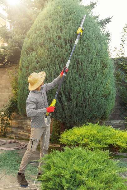 Best Palm Tree Trimming  in Chadbourn, NC